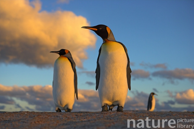 penguins in a sunset